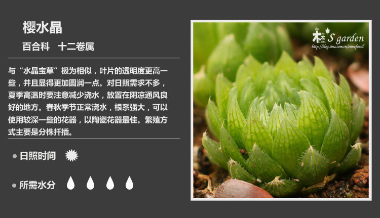 多肉植物品种大全图解图片