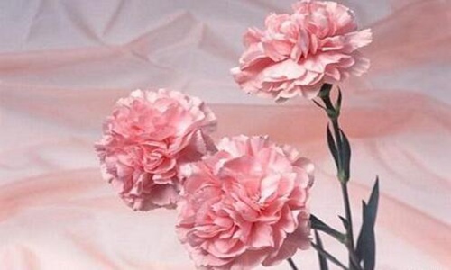 38妇女节送什么花?根据关系来送