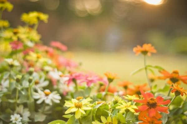 唯美古风段子 花开花谢花又落，缘起缘灭缘如梦