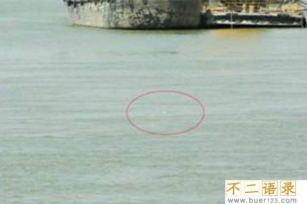 2018白鳍豚又发现了，灭绝11年的“水中熊猫”重现人世图片
