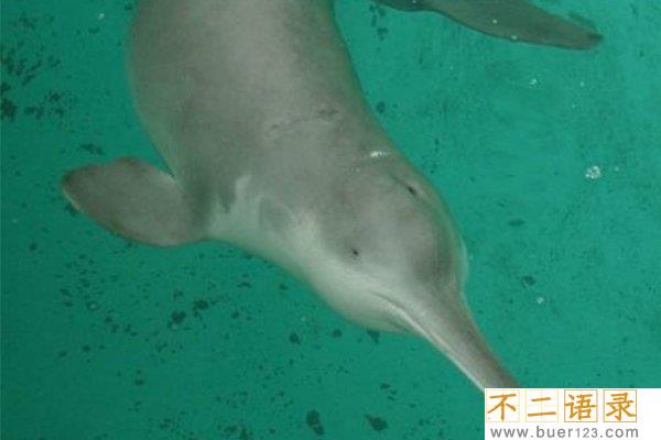 2018白鳍豚又发现了，灭绝11年的“水中熊猫”重现人世图片