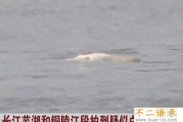 2018白鳍豚又发现了，灭绝11年的“水中熊猫”重现人世图片