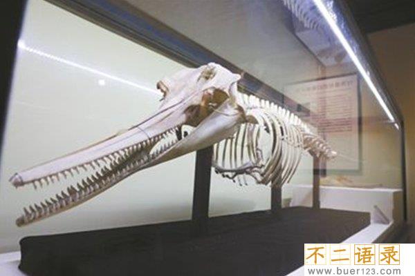 2018白鳍豚又发现了，灭绝11年的“水中熊猫”重现人世图片