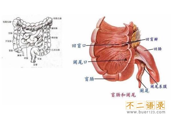 盲肠和阑尾是一回事吗?阑尾是盲肠的末尾(盲肠不能割)图片