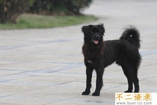 金毛有黑的吗?为什么说纯种金毛不可能是黑色(不是返祖)图片