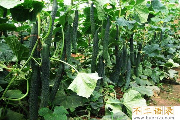 西红柿不能和什么一起吃?这7种食物和西红柿相克