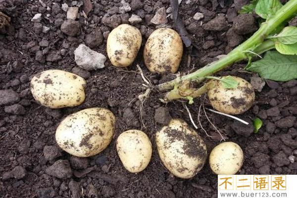 西红柿不能和什么一起吃?这7种食物和西红柿相克图片