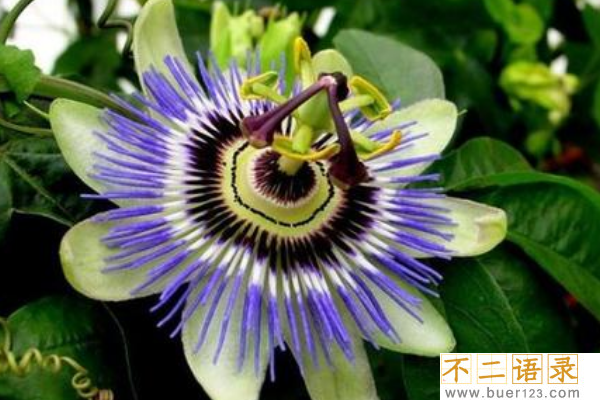 世界最阴险的植物:日轮花(与食肉蜘蛛共生)图片