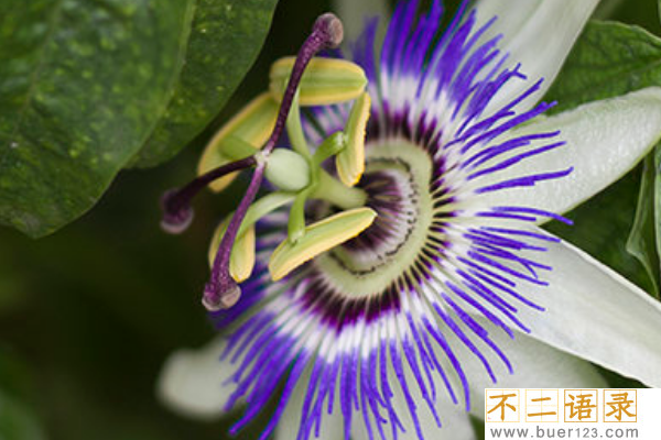 世界最阴险的植物:日轮花(与食肉蜘蛛共生)图片