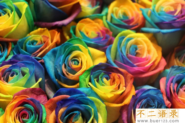 世界上最漂亮的三种玫瑰花:全是罕见花色(彩虹玫瑰)图片