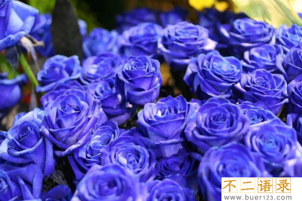 世界上最漂亮的三种玫瑰花:全是罕见花色(彩虹玫瑰)