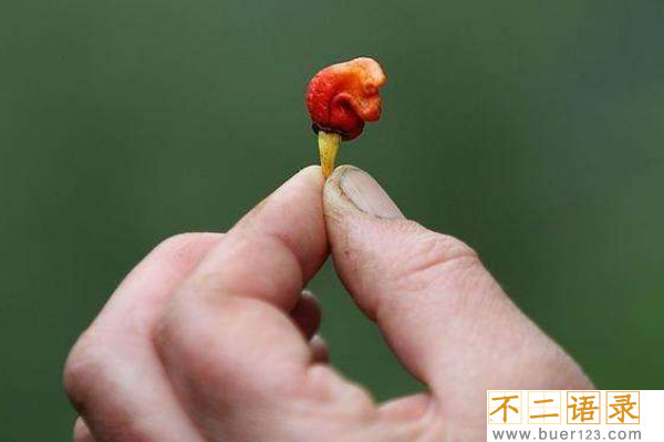 龙息辣椒:吃下后长满水疱/麻痹嘴唇(辣度246万高维)