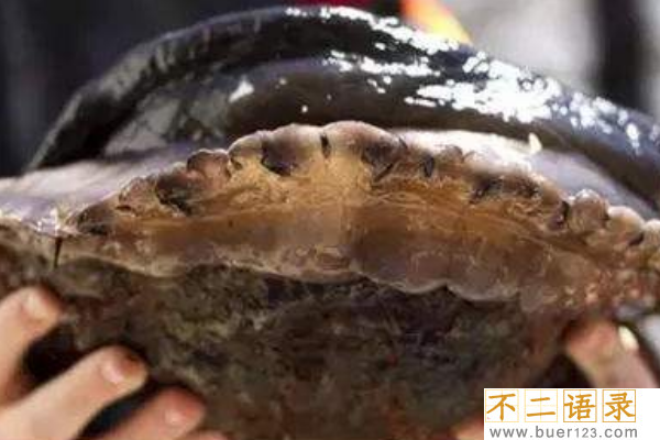 世界上最贵的鲍鱼：8只价值10万多元(足足有脸盆大)图片