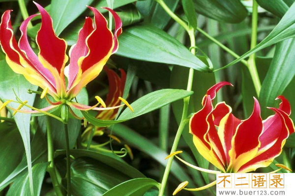 世界上最贵的10种鲜花:兰花多次上榜 第一卖出2695万元天价图片