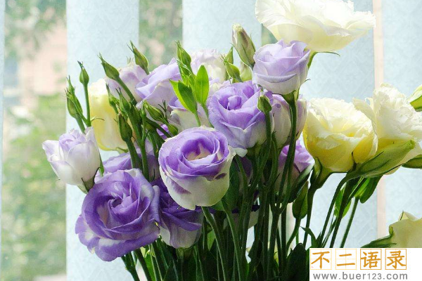 世界上最贵的10种鲜花:兰花多次上榜 第一卖出2695万元天价图片