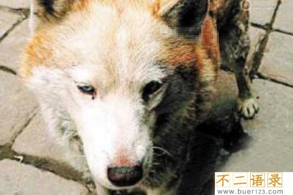 山东枣庄狼伤人事件:追赶两小时才将狼击毙(咬死两人)图片