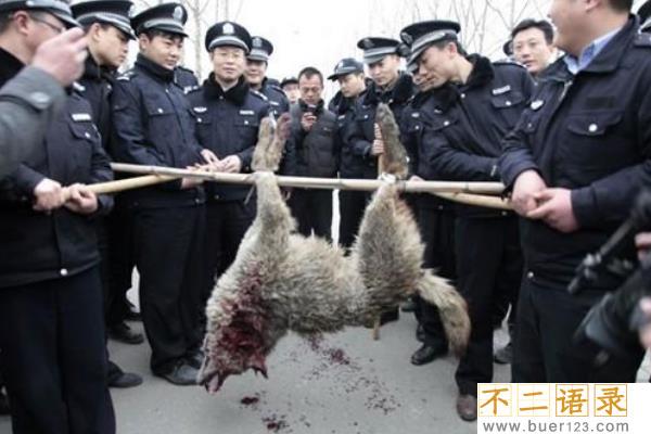 山东枣庄狼伤人事件:追赶两小时才将狼击毙(咬死两人)图片