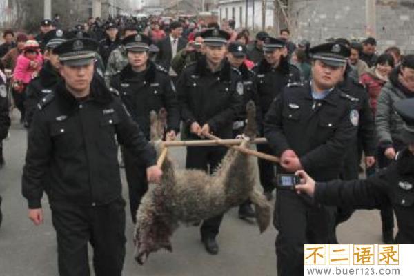 山东枣庄狼伤人事件:追赶两小时才将狼击毙(咬死两人)图片