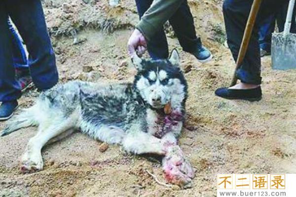 山东枣庄狼伤人事件:追赶两小时才将狼击毙(咬死两人)