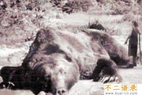 史上最惨动物吃人事件:近三米巨熊咬死7人(丧生胸腹)图片