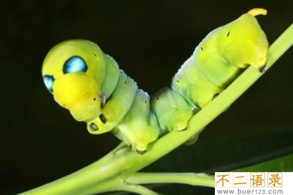 夹竹桃天蛾有毒吗?幼虫最爱吃夹竹桃(身上带有毒素)图片