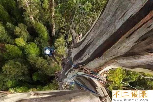 世界上最高的树排行前十名:第一156米(相当于五十层楼高)图片