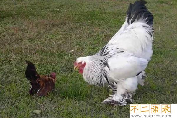 巨型鸡有什么品种?婆罗门鸡能长半米(与中国家鸡有血缘)图片