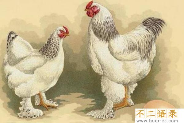 巨型鸡有什么品种?婆罗门鸡能长半米(与中国家鸡有血缘)图片