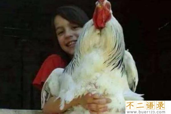 巨型鸡有什么品种?婆罗门鸡能长半米(与中国家鸡有血缘)
