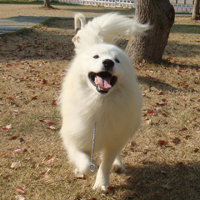 萨摩耶犬唯美好看头像,萨摩耶犬图片,高贵优雅乖巧可爱