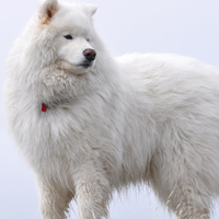 萨摩耶犬唯美好看头像,萨摩耶犬图片,高贵优雅乖巧可爱