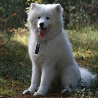 萨摩耶犬唯美好看头像,萨摩耶犬图片,高贵优雅乖巧可爱