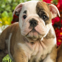 可爱斗牛犬唯美好看头像,英国纯种斗牛犬图片