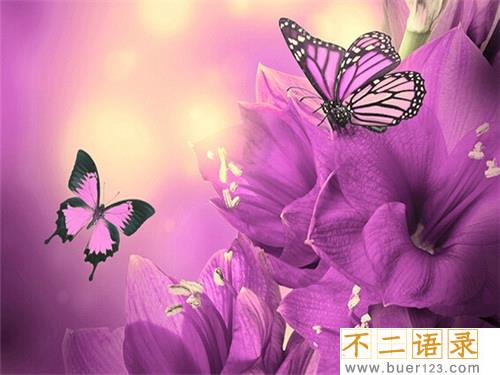 精选的飞鸟集名句大全（精选30句）图片