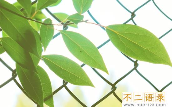关于情怀的句子 有关情怀的经典语句