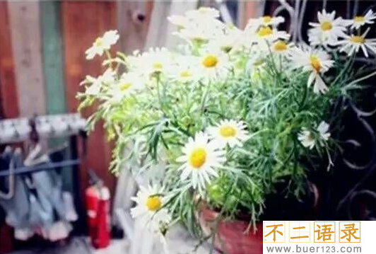 下雪的感言短句