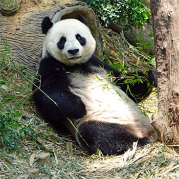 国宝大熊猫唯美好看头像图片 最可爱的动物之一