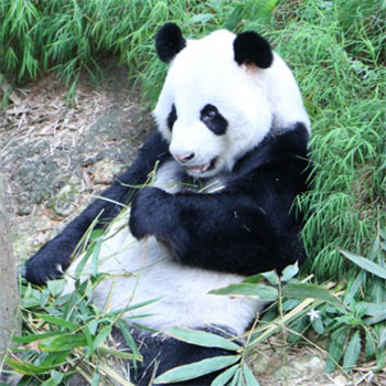 国宝大熊猫唯美好看头像图片 最可爱的动物之一