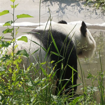 国宝大熊猫唯美好看头像图片 最可爱的动物之一