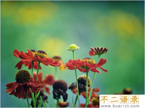 朋友圈晒百合花的说说 百合花的说说心情短语 图片
