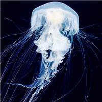 唯美的海底世界的动物水母好看头像图片，最美丽的也是最神秘的