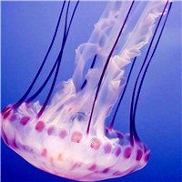 唯美的海底世界的动物水母好看头像图片，最美丽的也是最神秘的