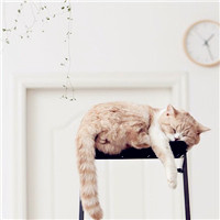 可爱萌萌哒猫咪图片唯美好看头像，你是否爱喜欢这些小猫呢