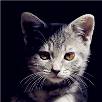可爱萌萌哒猫咪图片唯美好看头像，你是否爱喜欢这些小猫呢