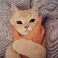 可爱萌萌哒猫咪图片唯美好看头像，你是否爱喜欢这些小猫呢