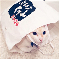可爱萌萌哒猫咪图片唯美好看头像，你是否爱喜欢这些小猫呢
