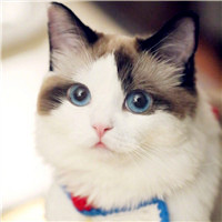 可爱萌萌哒猫咪图片唯美好看头像，你是否爱喜欢这些小猫呢