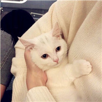 可爱萌萌哒猫咪图片唯美好看头像，你是否爱喜欢这些小猫呢