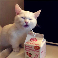 可爱萌萌哒猫咪图片唯美好看头像，你是否爱喜欢这些小猫呢