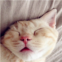 可爱萌萌哒猫咪图片唯美好看头像，你是否爱喜欢这些小猫呢